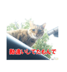 三河弁猫（個別スタンプ：38）