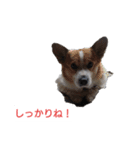 くるみ  ひかり（個別スタンプ：8）