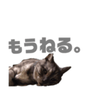 前川さんちの猫(日常編)（個別スタンプ：1）