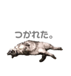 前川さんちの猫(日常編)（個別スタンプ：2）