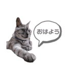 前川さんちの猫(日常編)（個別スタンプ：3）