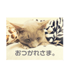 前川さんちの猫(日常編)（個別スタンプ：5）