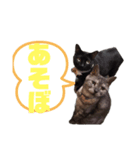 前川さんちの猫(日常編)（個別スタンプ：7）
