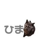前川さんちの猫(日常編)（個別スタンプ：8）
