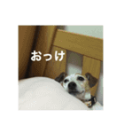 ジャックラッセルテリアのりく（個別スタンプ：13）