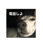 ジャックラッセルテリアのりく（個別スタンプ：14）