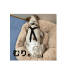 ジャックラッセルテリアのりく（個別スタンプ：16）