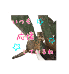 イタリア猫のいたわり言葉（日本語）（個別スタンプ：1）