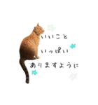 イタリア猫のいたわり言葉（日本語）（個別スタンプ：2）