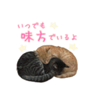 イタリア猫のいたわり言葉（日本語）（個別スタンプ：3）