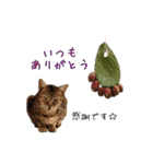 イタリア猫のいたわり言葉（日本語）（個別スタンプ：6）