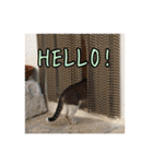 イタリア猫のいたわり言葉（日本語）（個別スタンプ：10）