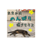 イタリア猫のいたわり言葉（日本語）（個別スタンプ：12）