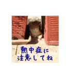イタリア猫のいたわり言葉（日本語）（個別スタンプ：13）