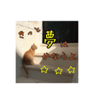 イタリア猫のいたわり言葉（日本語）（個別スタンプ：14）