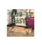 イタリア猫のいたわり言葉（日本語）（個別スタンプ：15）