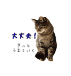 イタリア猫のいたわり言葉（日本語）（個別スタンプ：16）