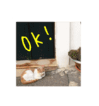 イタリア猫のいたわり言葉（日本語）（個別スタンプ：17）