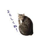 イタリア猫のいたわり言葉（日本語）（個別スタンプ：18）