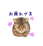 イタリア猫のいたわり言葉（日本語）（個別スタンプ：19）
