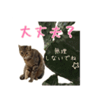 イタリア猫のいたわり言葉（日本語）（個別スタンプ：20）