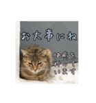 イタリア猫のいたわり言葉（日本語）（個別スタンプ：21）