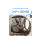 うさぎのチモスタンプ（個別スタンプ：14）