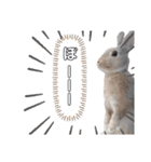 うさぎのチモスタンプ（個別スタンプ：16）