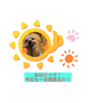 ゆめここしふぉんんスタンプ（個別スタンプ：4）