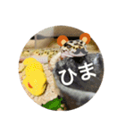 レオパ界の美女JILL様（個別スタンプ：11）