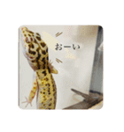 レオパ界の美女JILL様（個別スタンプ：14）