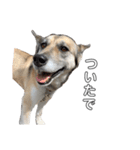 愛犬ちゃんシリーズ（個別スタンプ：1）