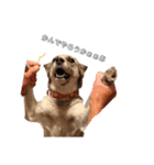 愛犬ちゃんシリーズ（個別スタンプ：2）