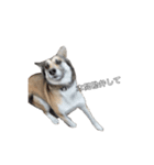 愛犬ちゃんシリーズ（個別スタンプ：3）