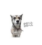愛犬ちゃんシリーズ（個別スタンプ：4）