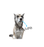 愛犬ちゃんシリーズ（個別スタンプ：5）