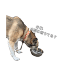 愛犬ちゃんシリーズ（個別スタンプ：6）