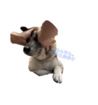 愛犬ちゃんシリーズ（個別スタンプ：7）