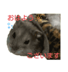 ジャンガリアンのマロンくん（個別スタンプ：1）