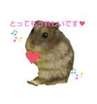 ジャンガリアンのマロンくん（個別スタンプ：12）