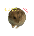 ジャンガリアンのマロンくん（個別スタンプ：19）