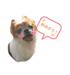 りょうたま＆みみたまのすたんぷ（個別スタンプ：1）