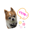 りょうたま＆みみたまのすたんぷ（個別スタンプ：3）