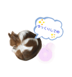 りょうたま＆みみたまのすたんぷ（個別スタンプ：15）