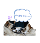 りょうたま＆みみたまのすたんぷ（個別スタンプ：18）