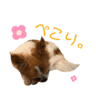 りょうたま＆みみたまのすたんぷ（個別スタンプ：20）