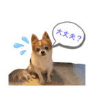 りょうたま＆みみたまのすたんぷ（個別スタンプ：23）