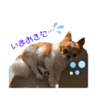 りょうたま＆みみたまのすたんぷ（個別スタンプ：24）