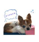 りょうたま＆みみたまのすたんぷ（個別スタンプ：25）