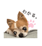 りょうたま＆みみたまのすたんぷ（個別スタンプ：30）